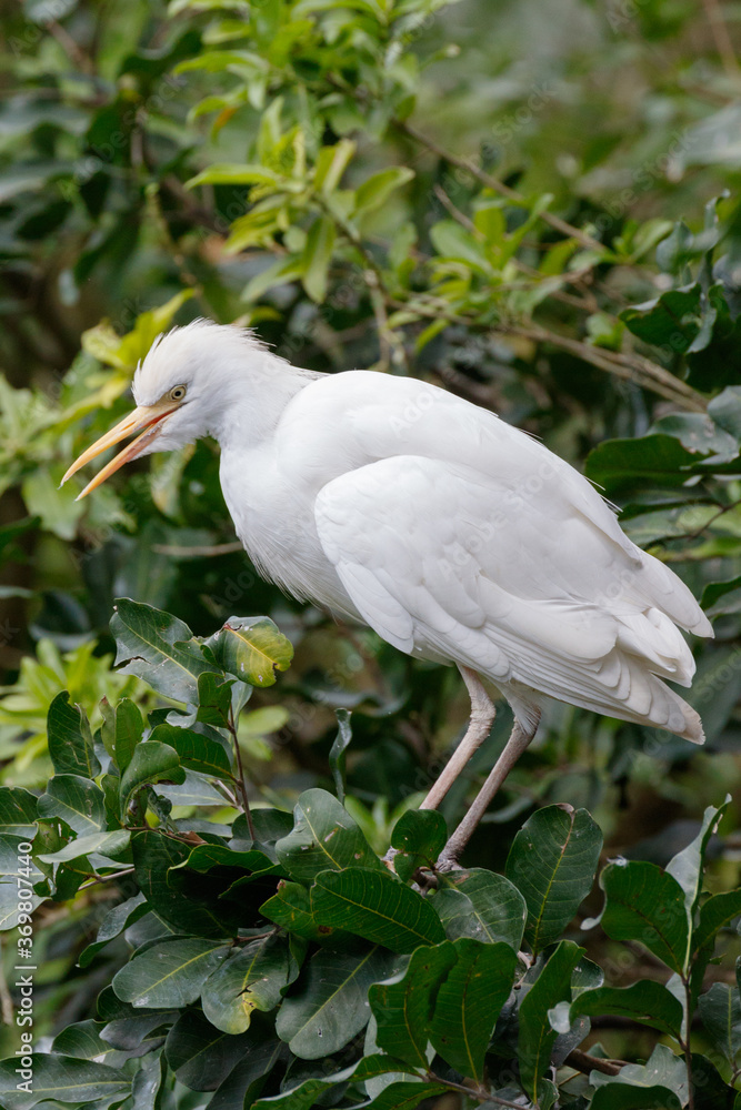Cattle Egret (scientific name Palau), Florida, USA Cattle Egret (scientific name Palau), Florida, USA