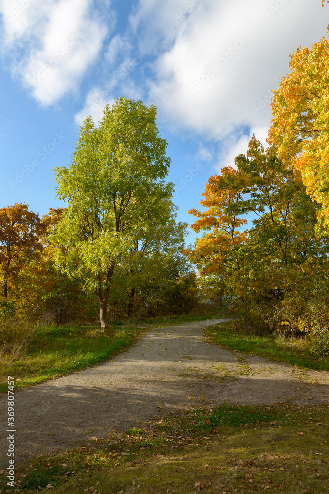 Small pathway leading to green grass and young trees in the park Small pathway leading to green grass and young trees in the park