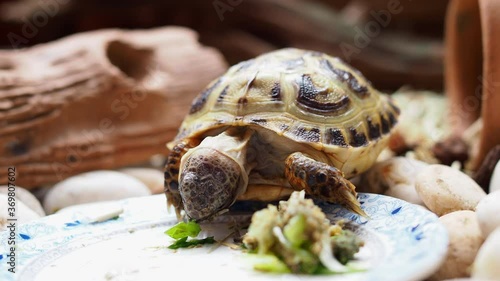 Russian tortoise kid eating grass and vegetable in small garden with macro movie clip. photo