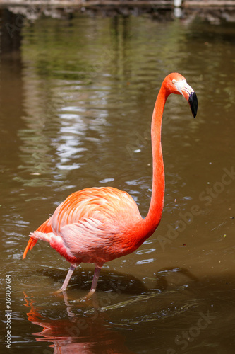 American Flamingo, Everglades National Park, Florida, USA
