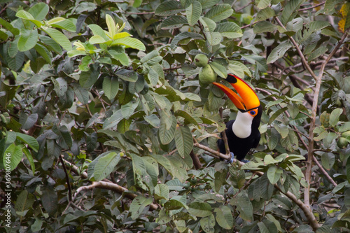 Toco toucan eating guava