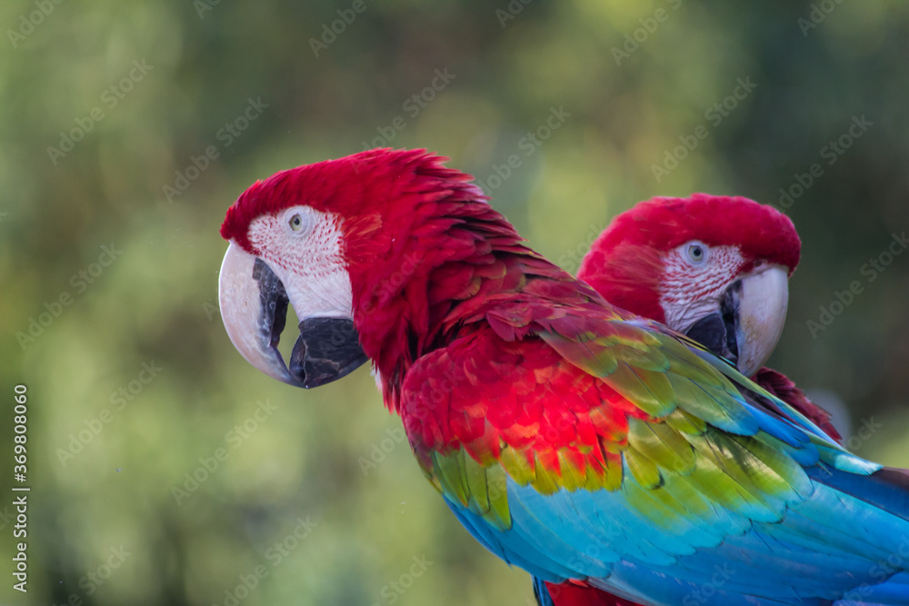 Naklejka premium Red and green Macaw - Mato Grosso State - Brazil