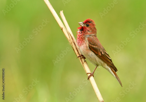 Common rosefinch ( carpodacus erythrinus ) male © Piotr Krzeslak