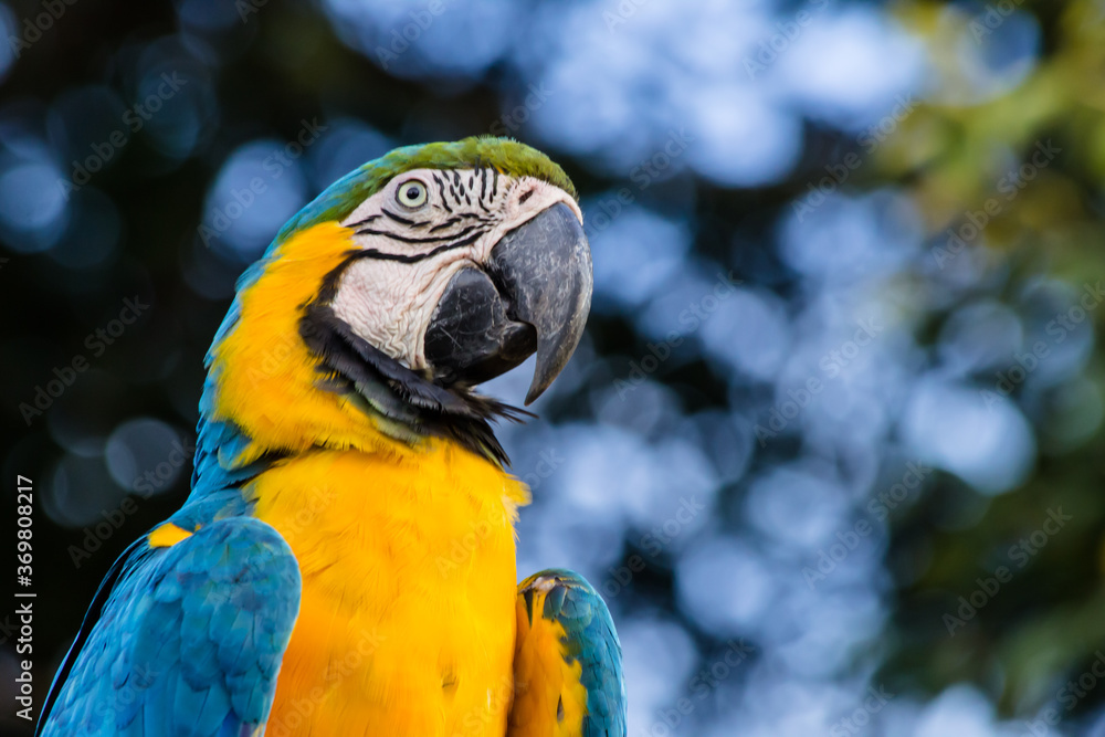 Brazilian Caninde Macaw - Mato Grosso State - Brazil