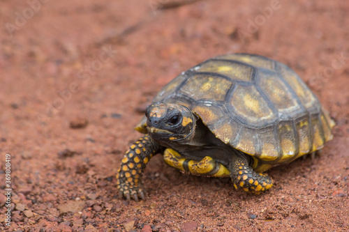 Little Yellow Footed Amazon Tortoise (Geochelone denticulata) in the road of Mato Grosso state - Brazil