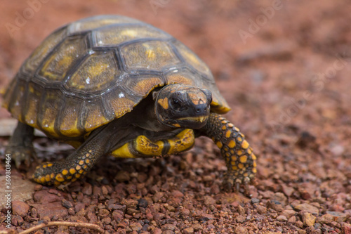Little Yellow Footed Amazon Tortoise (Geochelone denticulata) in the road of Mato Grosso state - Brazil