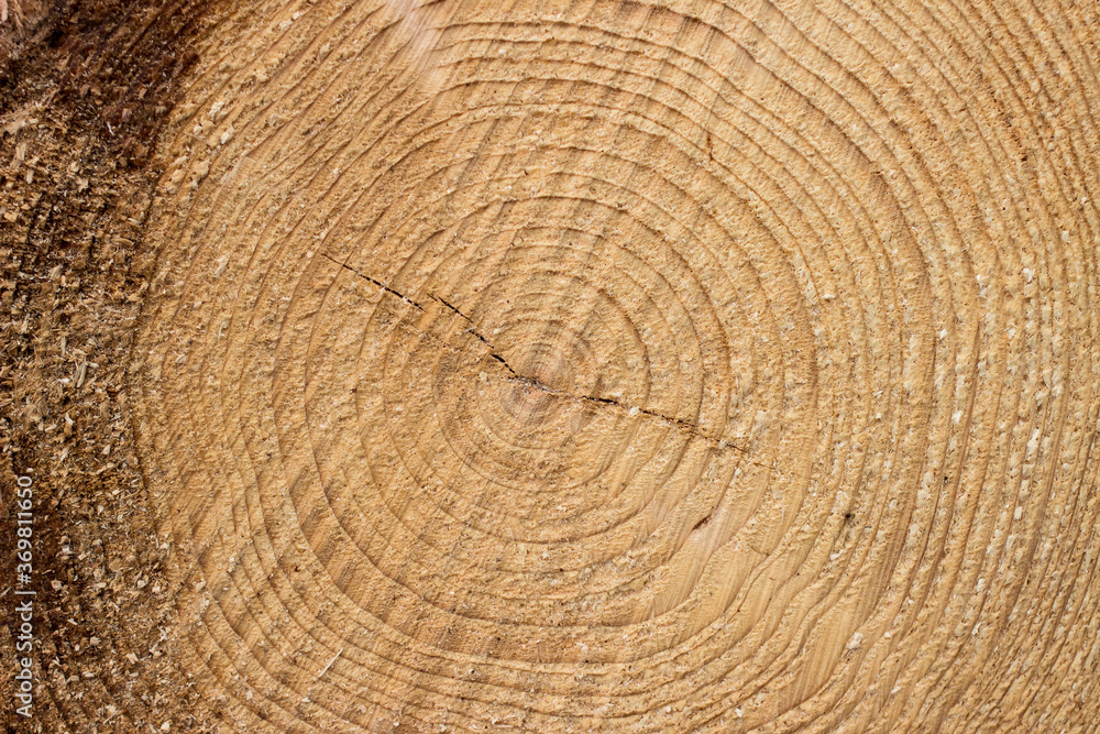 Naklejka premium Annual rings of sawn wood. Cross section of log. Natural background.