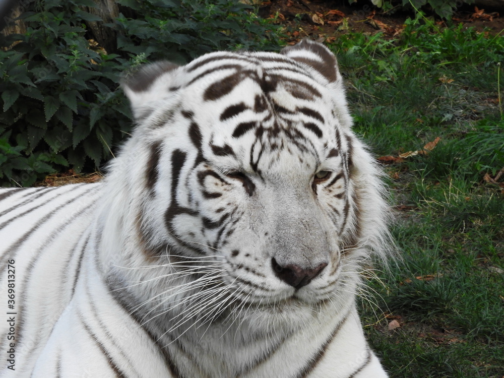 Naklejka premium white Bengal tiger