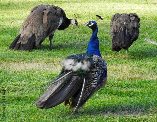 Peacocks in the field