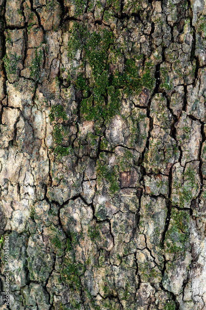 Fragment of tree bark with moss. Fragment of tree bark with moss.