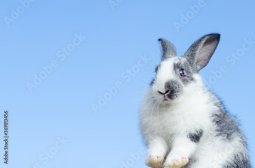 little baby rabbit on blue sky background. bunny Easter symbol. soft focus. copy space, place for text