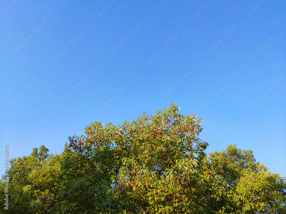 different colorful leaves under the blue sky in sunny autumn day