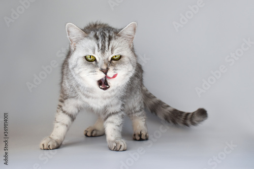 A Scottish cat with a lick of its tongue looks into a frame isolated on a white background