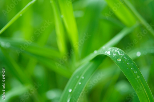 Closeup nature view of green leaf on blurred greenery background in garden with copy space, natural green plants landscape, relaxing color & fresh atmosphere