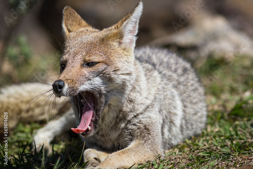 Graxaim  el Zorro de las Pampas  Pseudalopex gymnocercus 