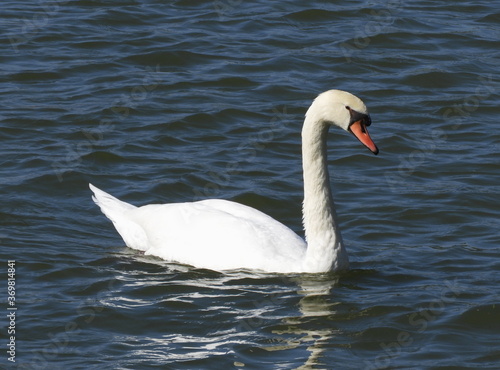 swan on the water