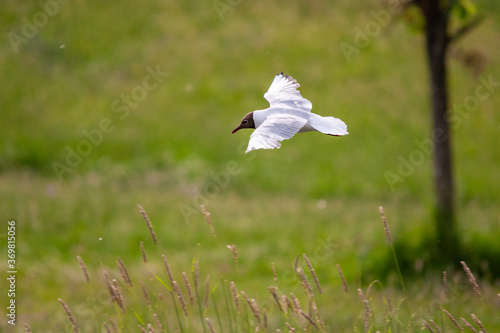 flight of white gull