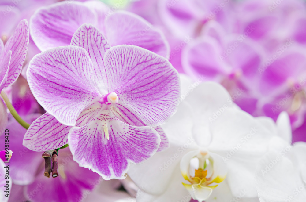 Phalaenopsis orchid (moth orchids) pink and white flowers blooming.
