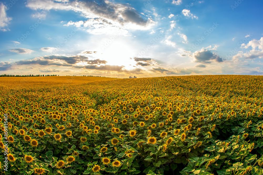 large field of blooming sunflowers against the backdrop of a sunny cloudy sky. Agronomy, agriculture