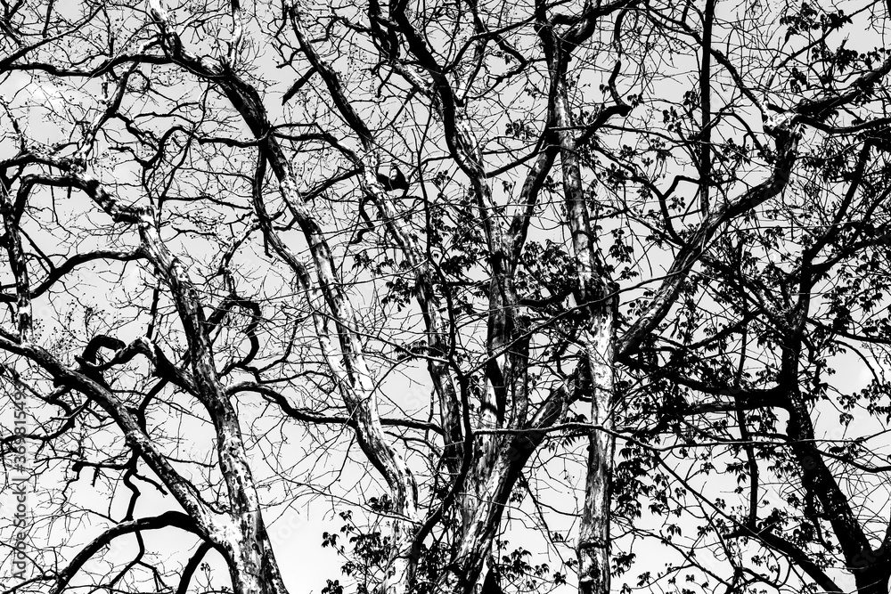 Abstract black and white of a tree branch in the summer forest.Looking up into the sky and of the trees in Thailand. Abstract black and white of a tree branch in the summer forest.Looking up into the sky and of the trees in Thailand.