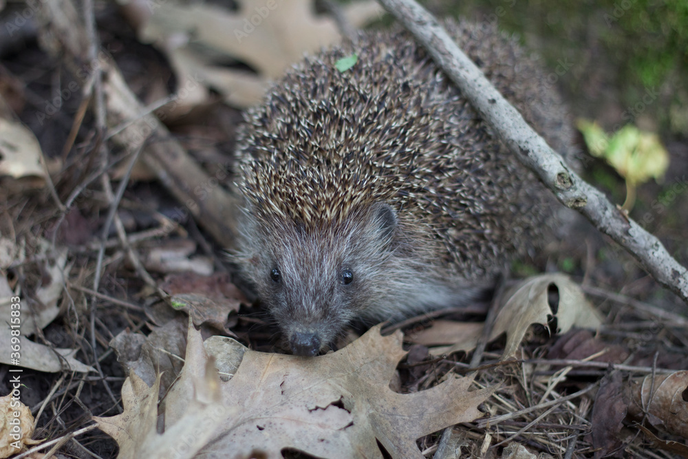 Obraz premium hedgehog in the grass