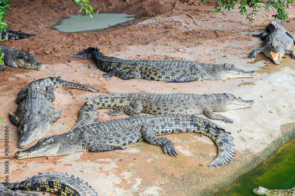 Fototapeta premium Crocodiles sleeping In A Crocodiles Farm.