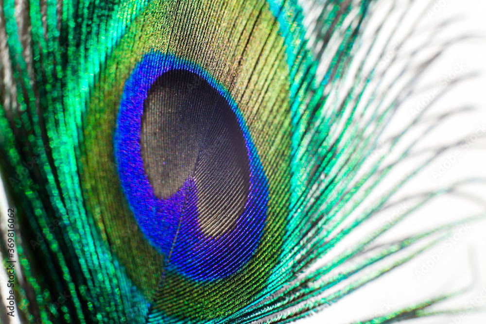 Obraz premium Close up peacock feather on white background.Selective focus
