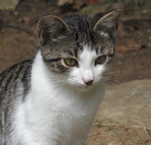 Portrait of a little kitten