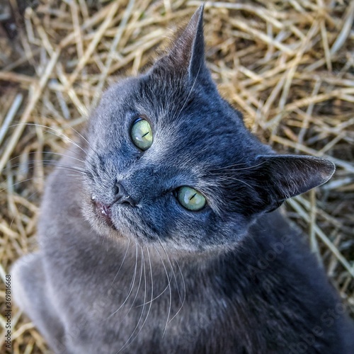 Green Eyes