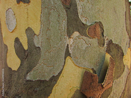 The core of the tree in different colors