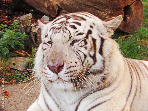 Portrait of a white tiger