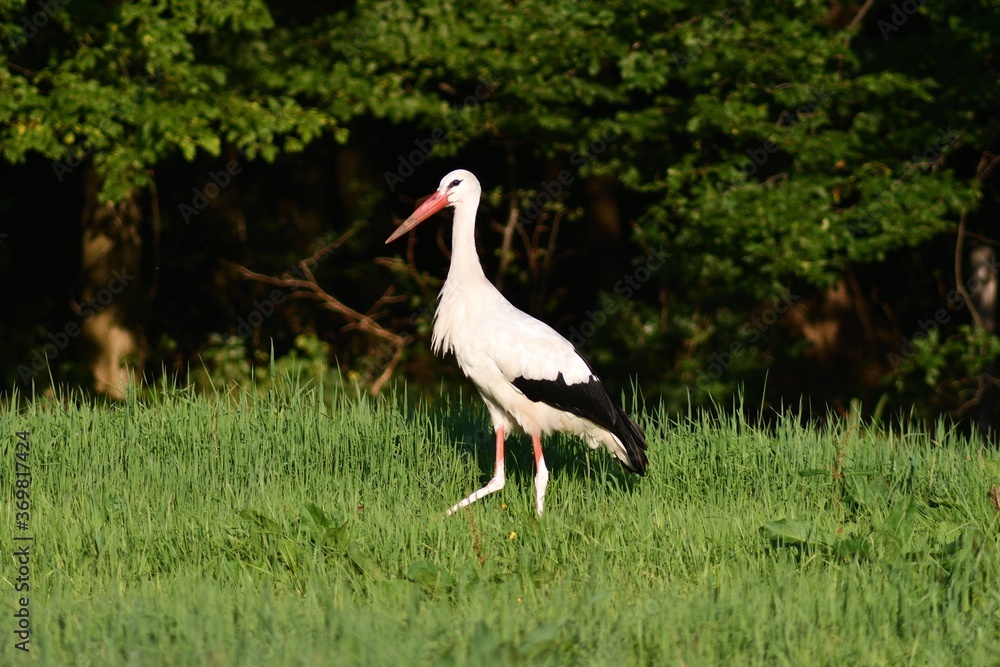 Fototapeta premium Storch bei Nahrungssuche