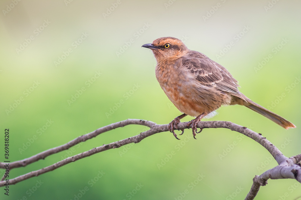 Chalk-browed Mockingbird - Mimus saturninus.(Lichtenstein, 1823) Chalk-browed Mockingbird - Mimus saturninus.(Lichtenstein, 1823)