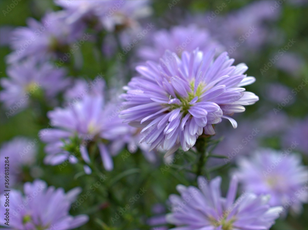 Closeup violet purple aster flowers plants in garden with green blurred background ,macro image ,sweet color for card design ,soft focus Closeup violet purple aster flowers plants in garden with green blurred background ,macro image ,sweet color for card design ,soft focus