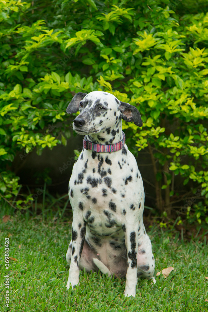 A beautiful dalmatian with black spots walks in the park in spring on a leash with the mistress. Walk with your pet