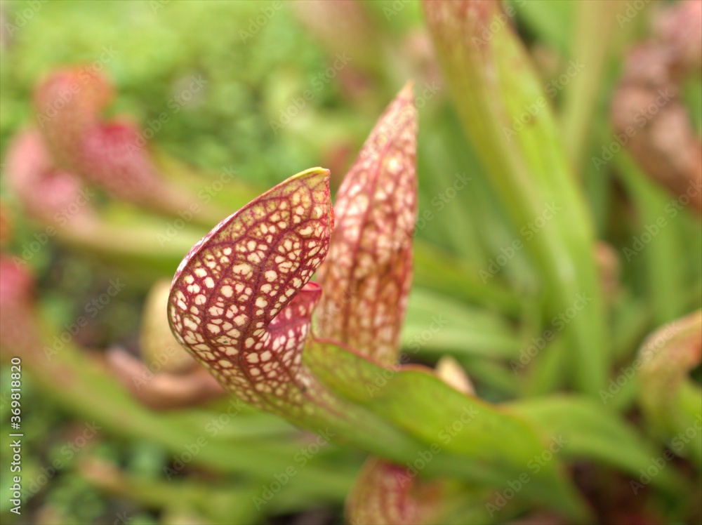 Closeup Pitcher plant in garden with blurred background , macro image Closeup Pitcher plant in garden with blurred background , macro image
