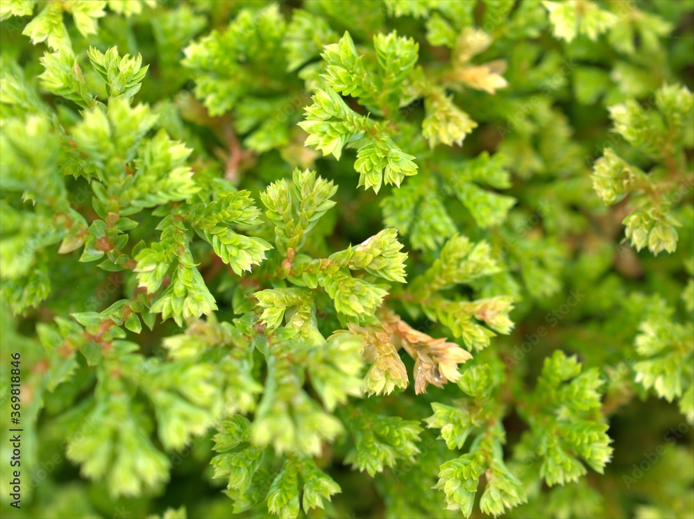close up of green leaves of selaginella plant ,trailing spike moss in garden with blurred background ,macro image ,nature leaf for card design