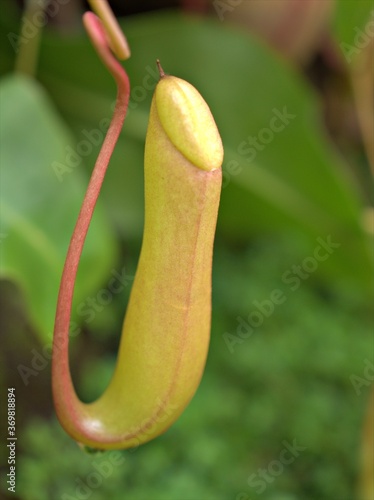 Closeup green pitcher plant in garden with blurred background ,macro image