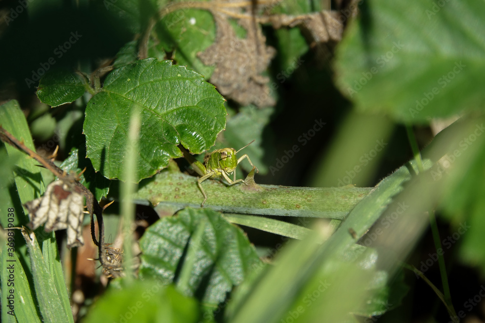 Grasshopper climbing along a bramble branch Grasshopper climbing along a bramble branch