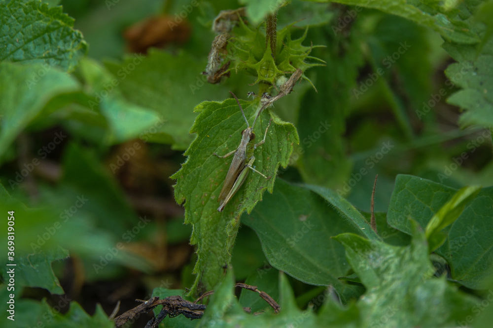 Grasshopper standing on a nettle flower Grasshopper standing on a nettle flower