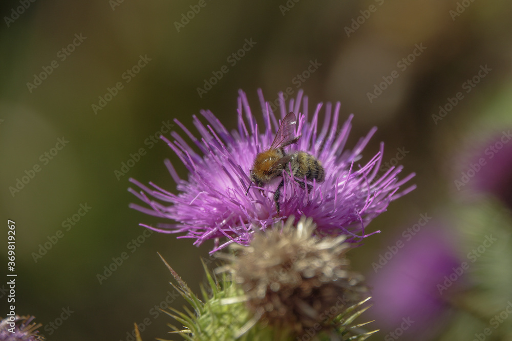 Honey Bee feeding on a thistle flower Honey Bee feeding on a thistle flower
