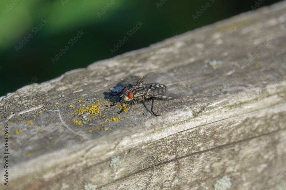 Obraz premium Flesh Fly perched on a fence