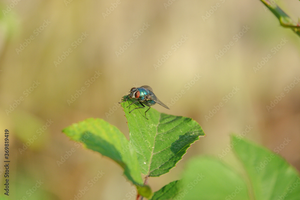 Bluebottle fly perched on a leaf Bluebottle fly perched on a leaf