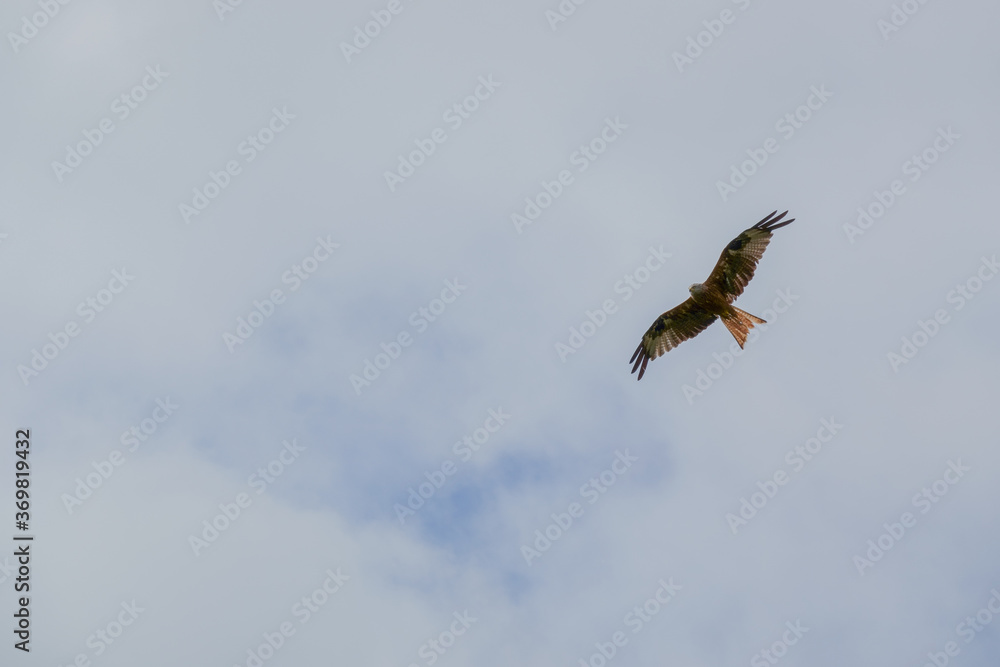 Fototapeta premium Red Kite mid-flight