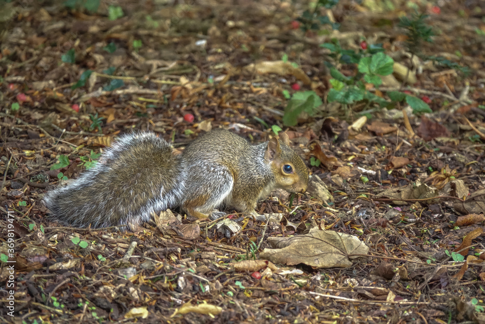 Gray Squirrel foraging Gray Squirrel foraging