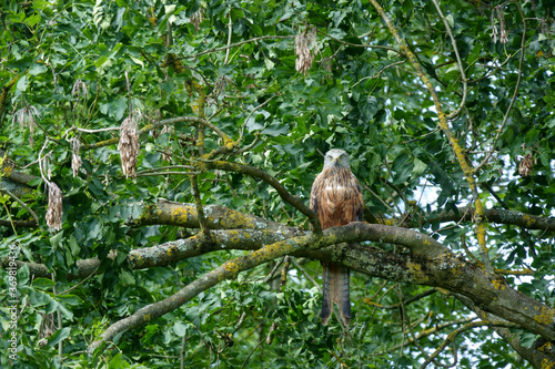 Red Kite perched in a tree