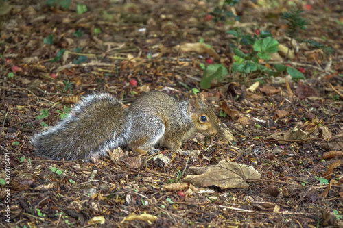 Gray Squirrel foraging © Simeon