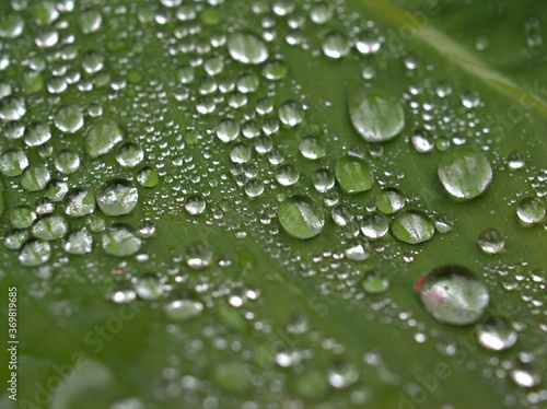 water drops on green leaf with macro image ,rain drops on leaves for card design ,dew in nature , droplets background