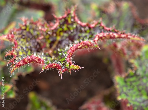 Closeup red, pink leaves of plant with blurred background, macro image, nature leaf and soft focus ,sweet color for card design