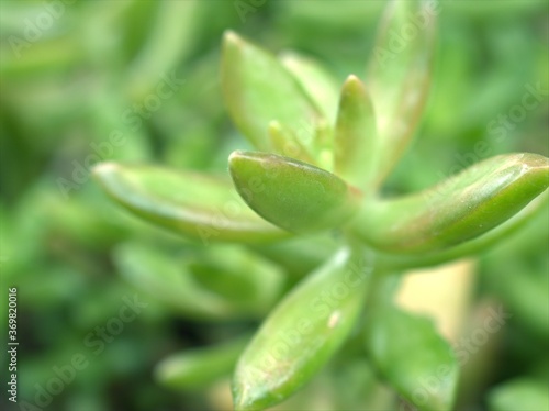 Closeup Echeveria green petals of succulent plant with soft focus and bright blurred background ,macro image, sweet color for card design ,nature leaves